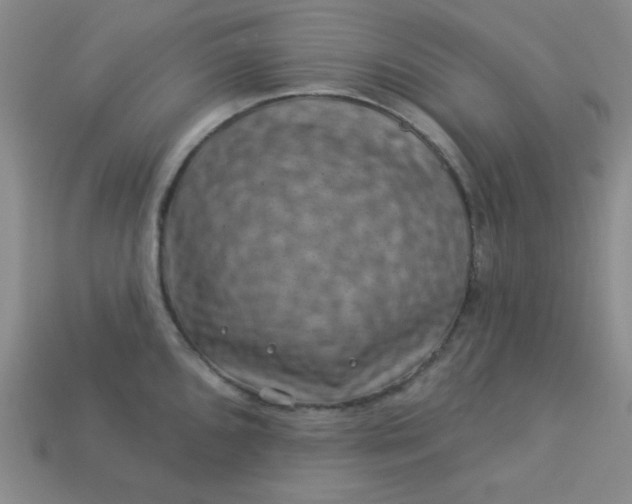 X0000113001096200909101750