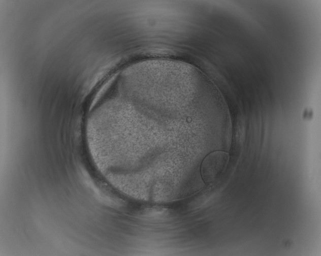 X0000113000206200909171414