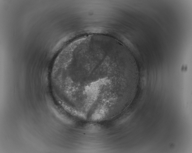 X0000113000207200909171414