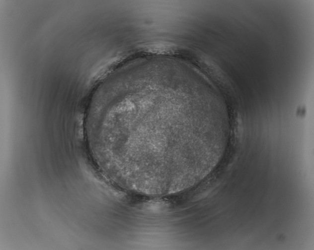 X0000113000696200909171407