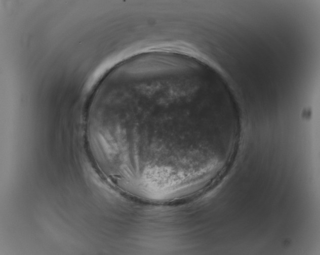 X0000113001506200909171353