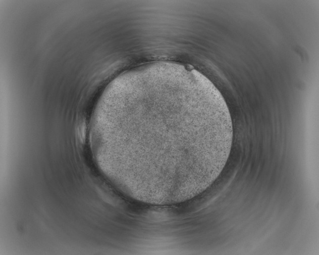 X0000113000076200909241310