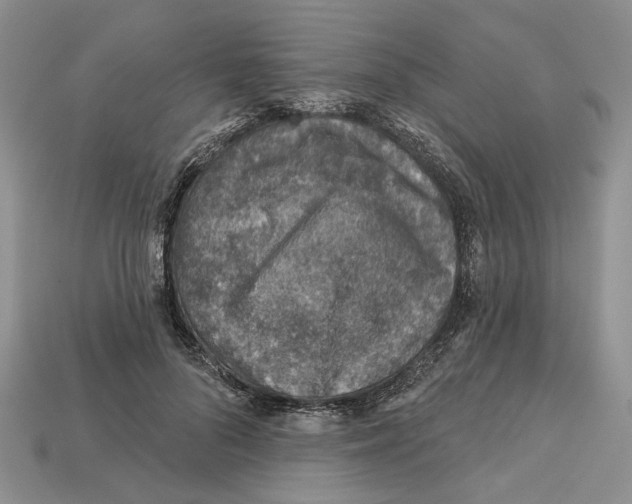 X0000113000696200909241301