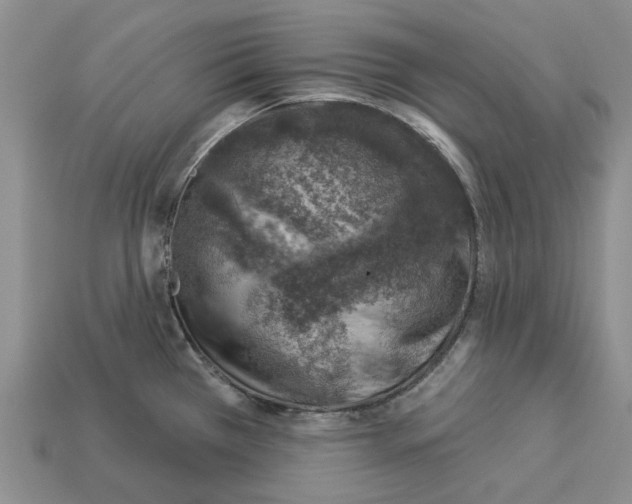 X0000113001385200909241252