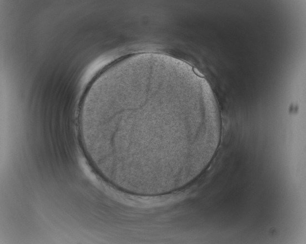 X0000113000006200910081210