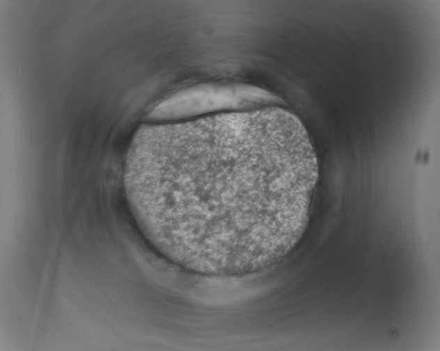 X0000113000037200910081209