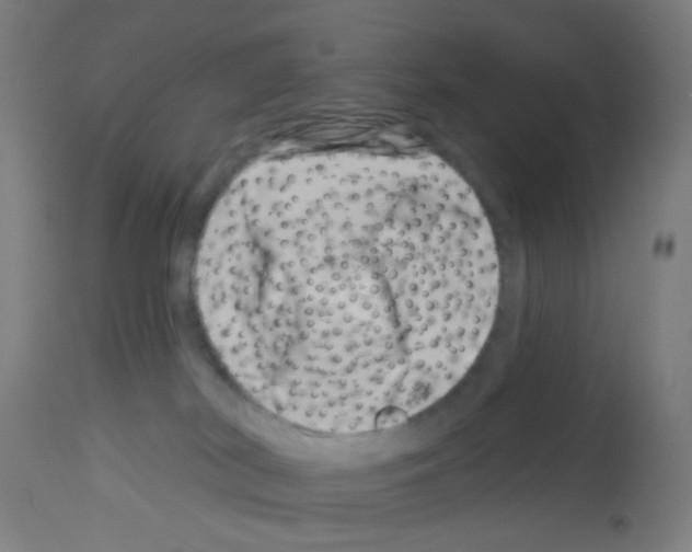 X0000113000038200910081209