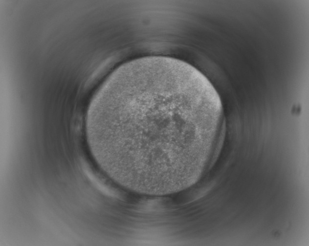 X0000113000072200910081209
