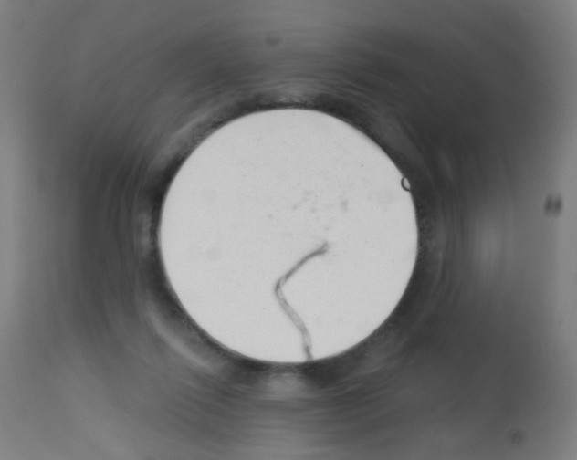 X0000113000262200910081205