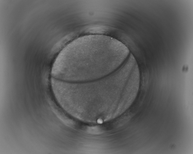 X0000113000309200910081205