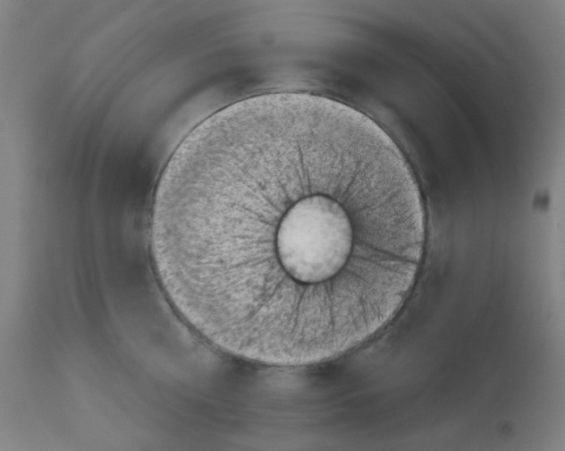 X0000113000810200910081156