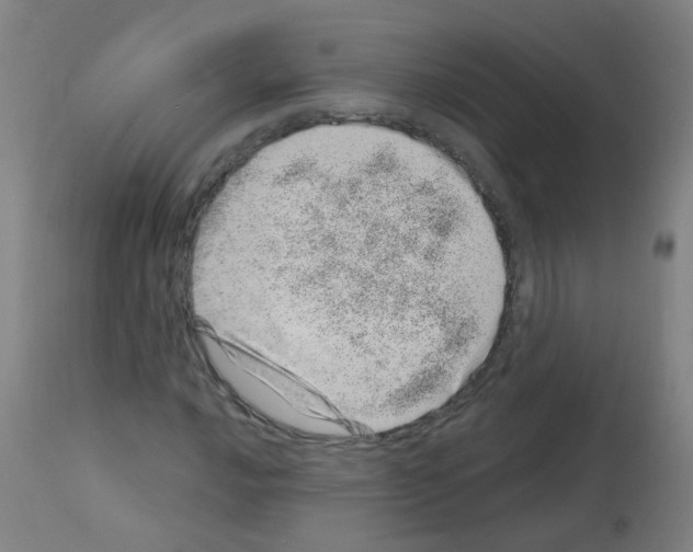 X0000113001016200910081153