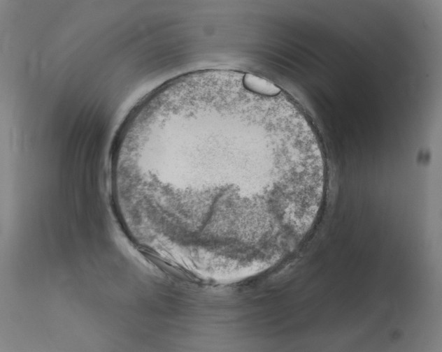 X0000113001080200910081152