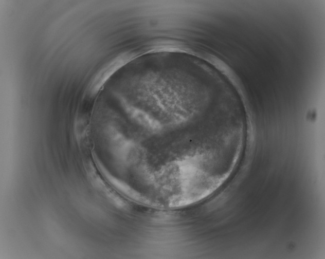 X0000113001385200910081147