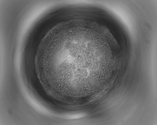 X0000113010765200908271409