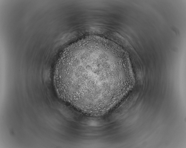 X0000113010663200909101818