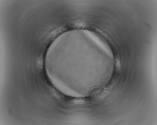 X0000113010668200909101818