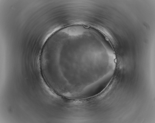 X0000113010806200909101816