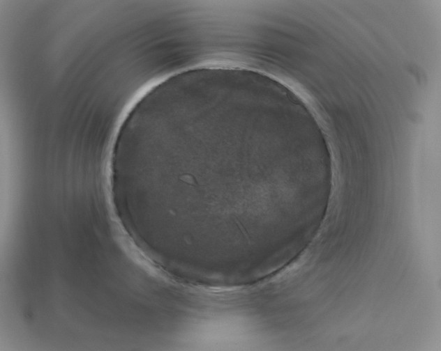 X0000113010864200909101816