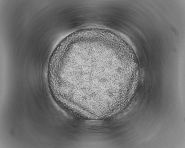 X0000113010863200909241350
