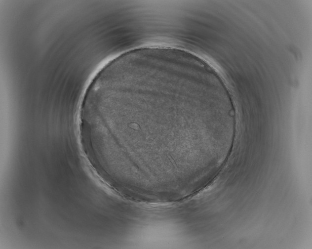 X0000113010864200909241350