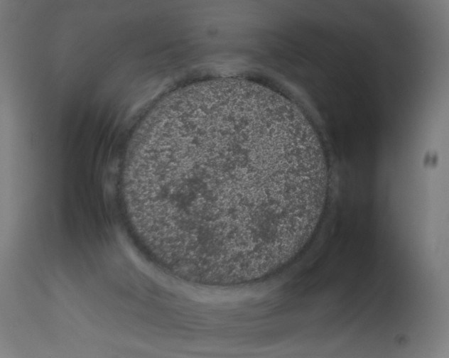 X0000113010018200910081233