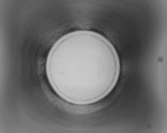 X0000113010030200910081233