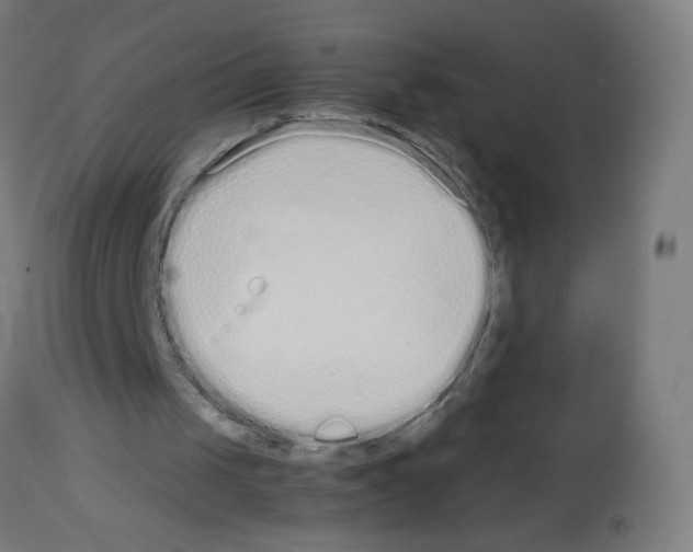 X0000113010049200910081232
