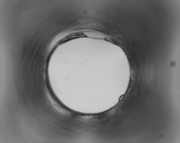 X0000113010054200910081232