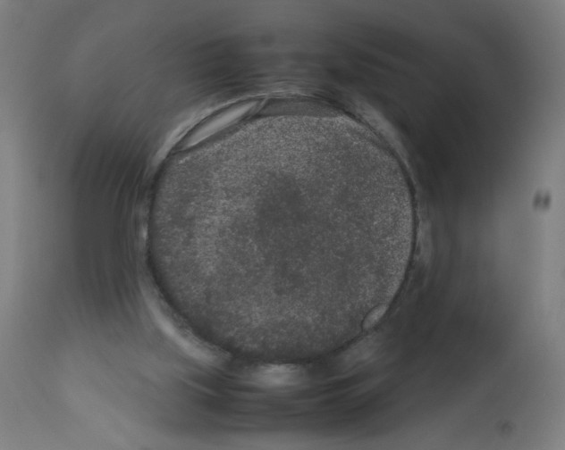 X0000113010059200910081232