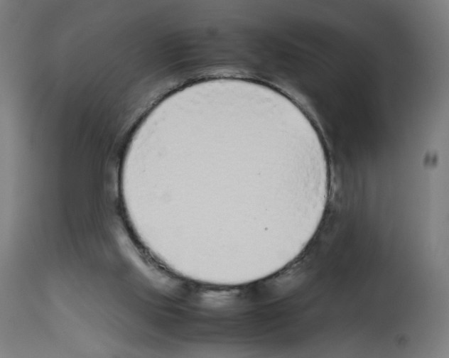 X0000113010061200910081232