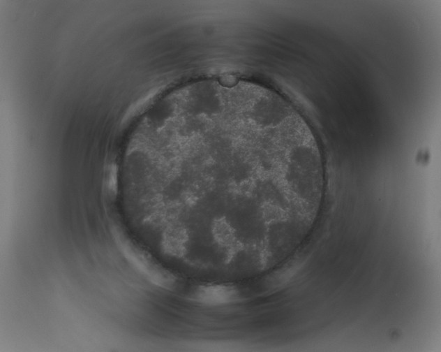 X0000113010067200910081232