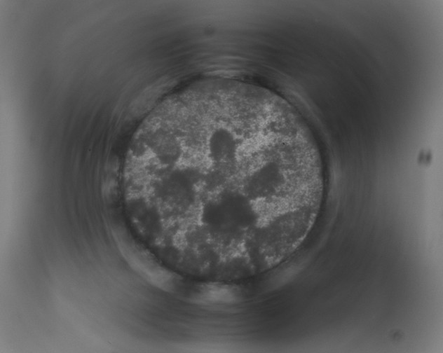 X0000113010073200910081232