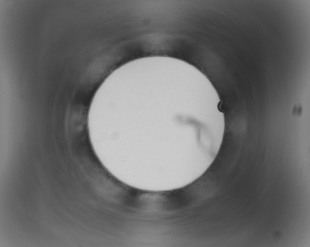 X0000113010133200910081231