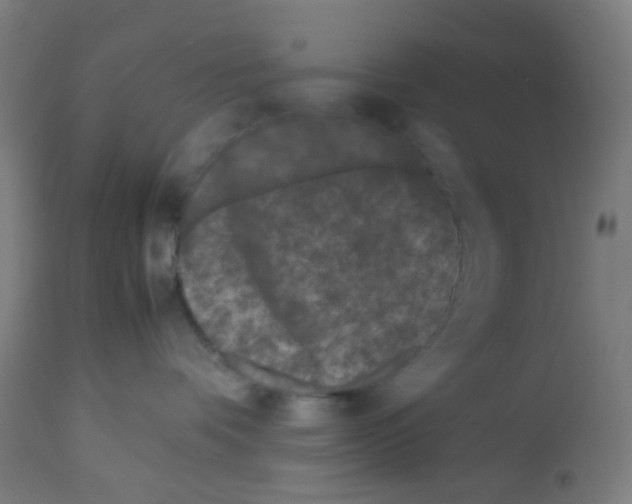 X0000113010336200910081228
