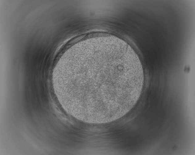 X0000113010386200910081227