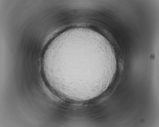 X0000113010725200910081222