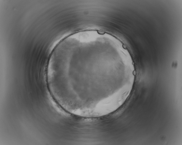 X0000113010806200910081221
