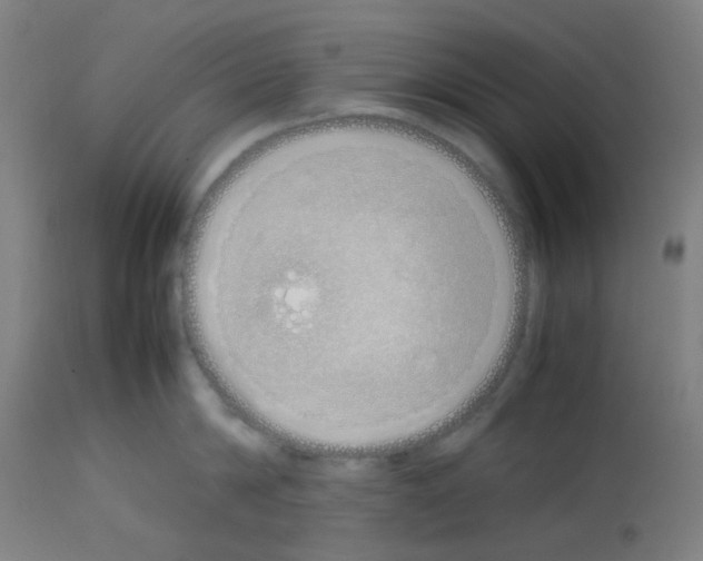 X0000113010814200910081221