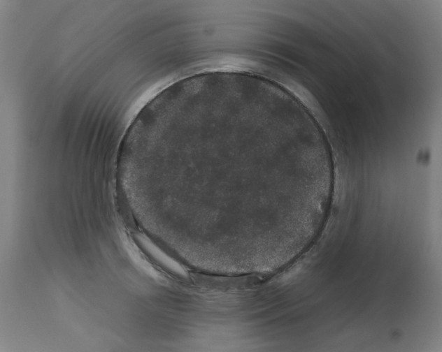 X0000113010850200910081221