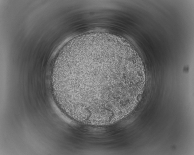 X0000113010851200910081221