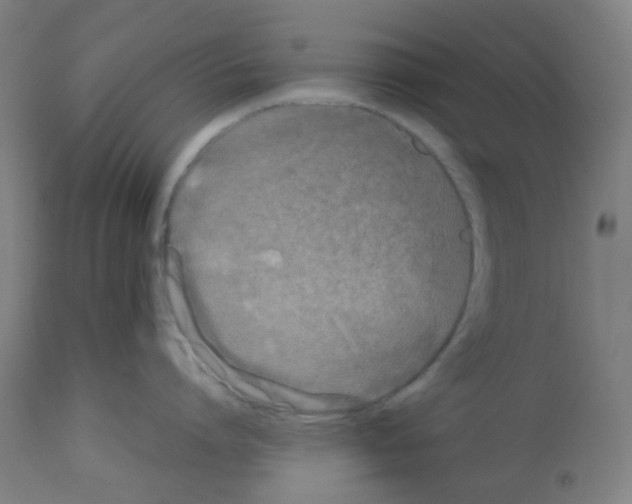 X0000113010864200910081221