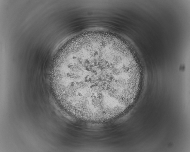 X0000113010921200910081219