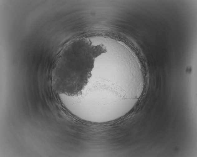 X0000113010964200910081219