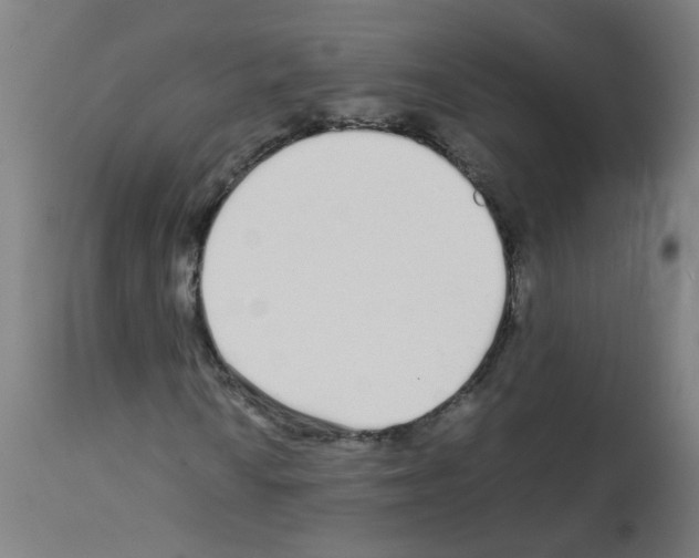 X0000113011010200910081217