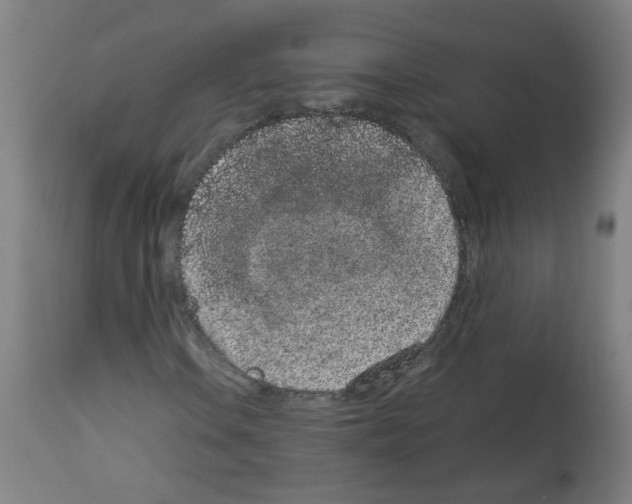 X0000113011106200910081216