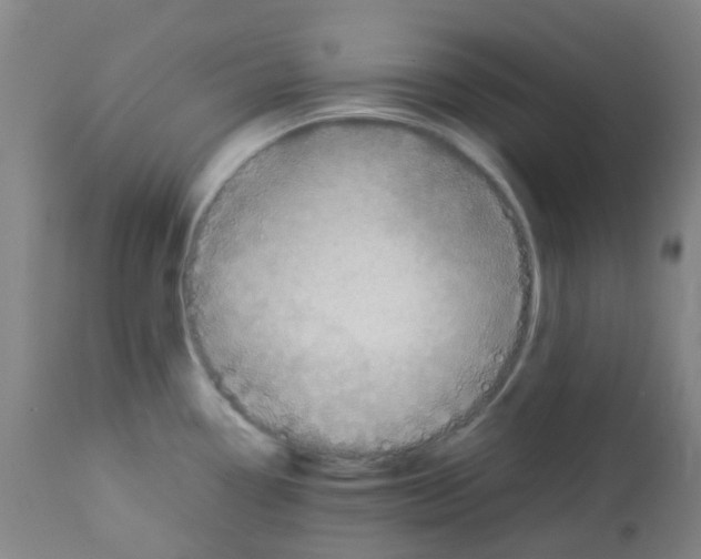 X0000113011338200910081214