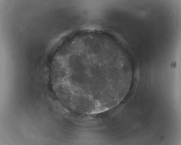 X0000113011398200910081212