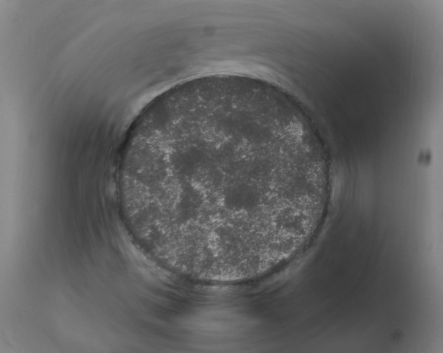 X0000113011497200910081210