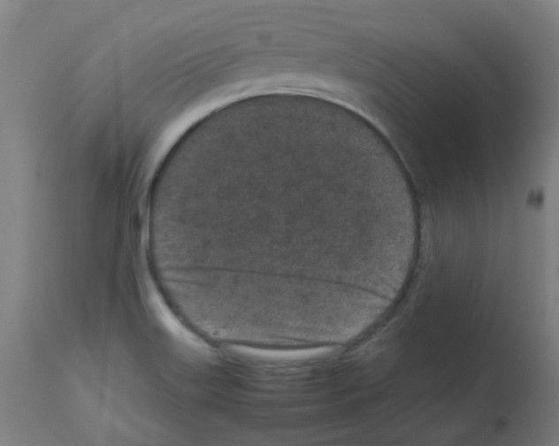 X0000113011515200910081210